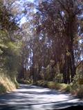 171-eucalyptus.jpg